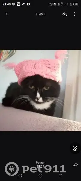 Пропала кошка, улица Тельмана, 7, Барышево - photo