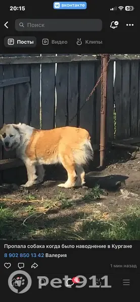 Пропала собака, женская, Курган, Курганская область - photo