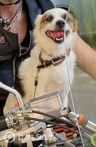 Пропала собака, Большевик, Московская область - кличка Заяц, 16 лет - photo