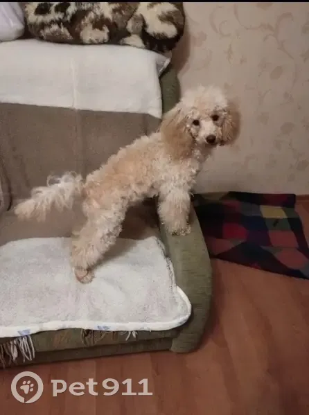 Пропала собака, проспект Победы, 178А, Казань - карликовый пудель в бордовом костюме - photo