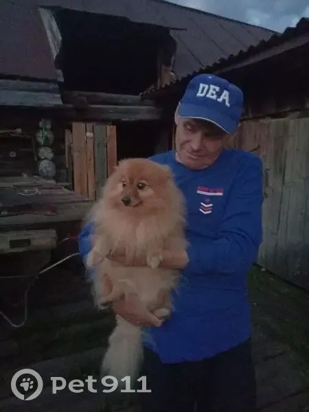 Пропал собака, улица Дружбы, 21/1, Магнитогорск - photo