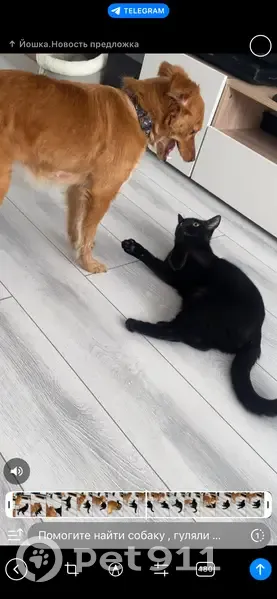 Пропала собака, Йошкар-Ола, Марий Эл - рыжая с ошейником - photo