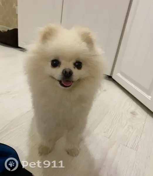 Пропал собака, Тимошевская улица, Калуга - белый шпиц с розовым ошейником - photo