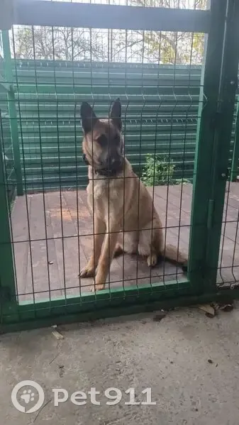 Пропала собака, Курск - зелёный бинт на лапе - photo