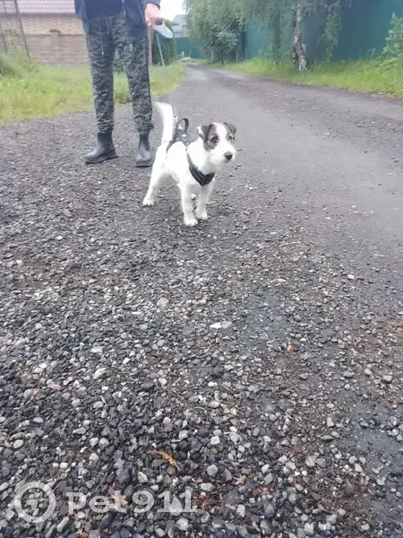 Пропал собака, 47, Исаково - бело-коричневый - photo