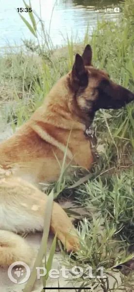 Пропала собака, Волочаевское, Калининградская область - коричневый окрас, морда чёрная - photo