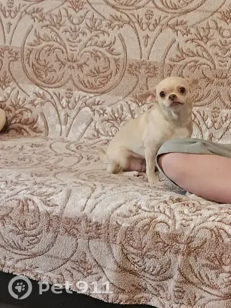 Пропала собака, девочка, лесопарк Шарташ, Екатеринбург - photo