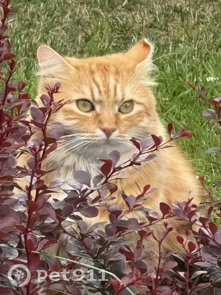 Пропал кот, Московский проспект, 205, Санкт-Петербург - подломан кончик ушка - photo