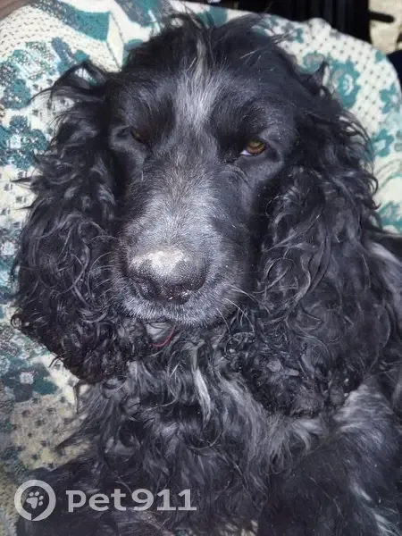 Пропал собака, улица Ивана Земнухова, Калининград - Русский Спаниель - photo