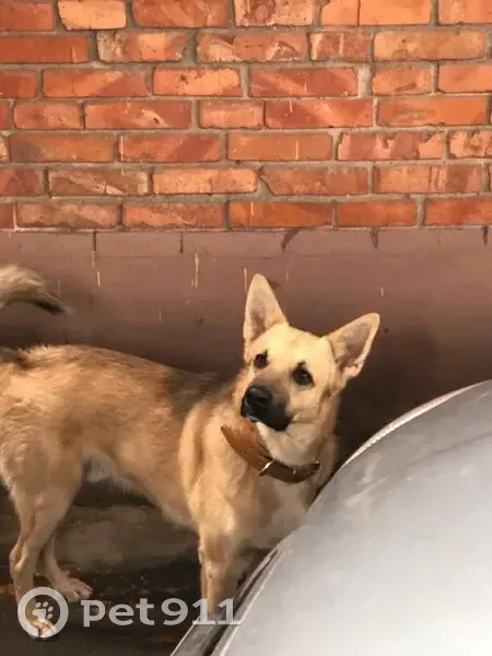 Пропал собака, мужской, 13-я линия, 1, Ростов-на-Дону - photo