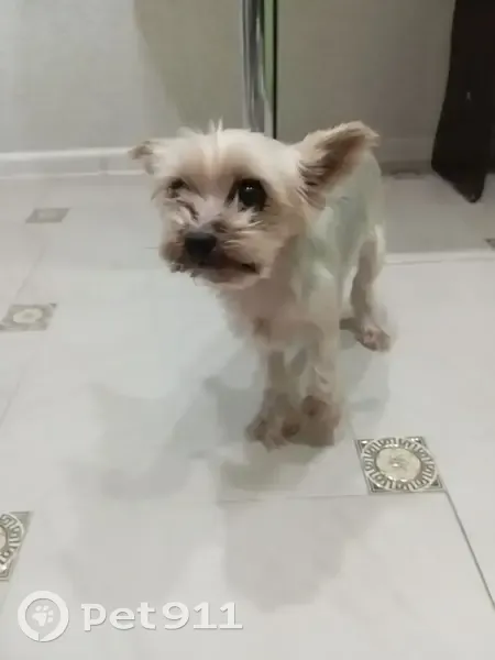 Пропала собака, девочка, Туапсинская улица, 2А, Ставрополь - photo