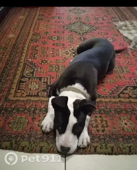 Пропала собака, девочка, улица Руставели, 67, Ставрополь - электронный ошейник - photo