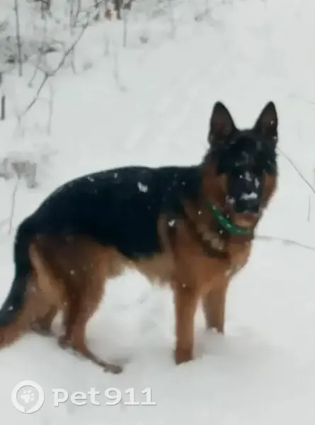 Пропал собака, Российская улица, Михалёво - тёмно-коричневый, в ошейнике - photo