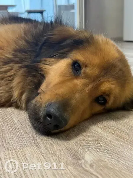 Пропала собака, женский пол, Восточная улица, Осиновая Гора - шлейка персикового цвета - photo