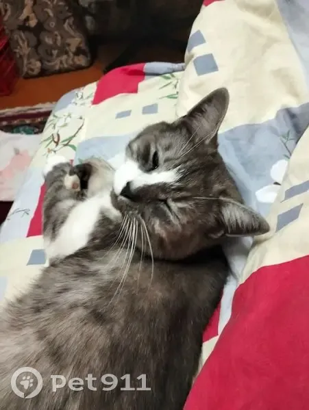 Пропал кот, улица Красина, 21, Уфа - серый коротко постриженный - photo