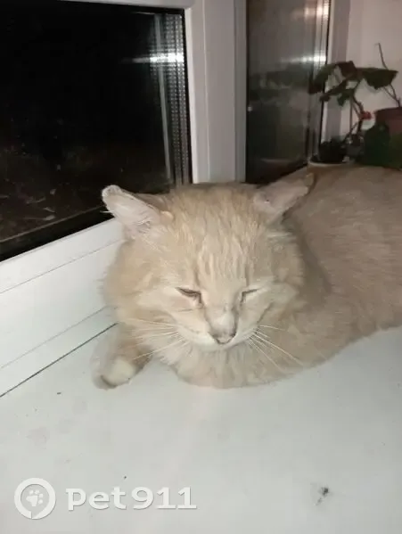 Пропал кот, Партизанская улица, 15, городской округ Воткинск - рыжий с жёлтым ошейником - photo