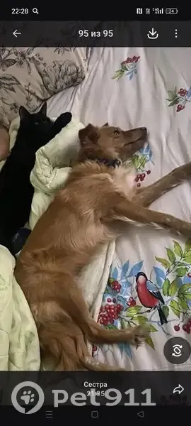 Пропала собака, улица Йывана Кырли, 50А, Йошкар-Ола - рыжая с ошейником - photo