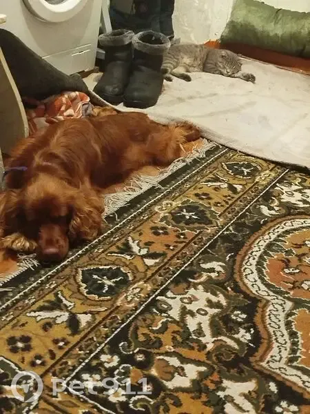 Пропал собака, 50Н-3119, Новопокровка - шоколадный окрас - photo