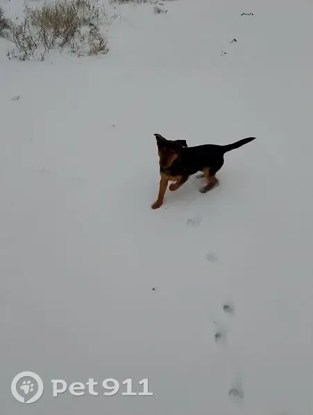 Пропал собака, улица Сабанс Яр, Астрахань - коричневый окрас - photo