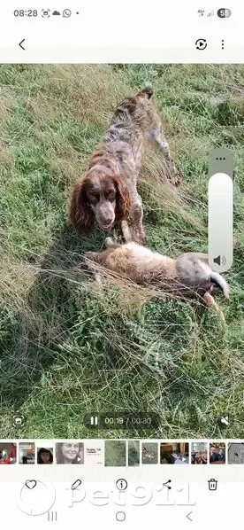 Пропала собака, женский пол, улица Кочубея, 93/2, Михайловск - photo