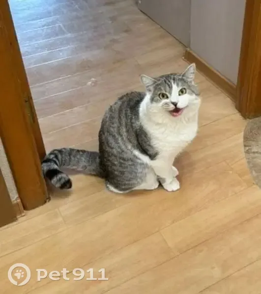 Пропал кот, 17А/20, Набережные Челны - кастрированный, 5 лет - photo