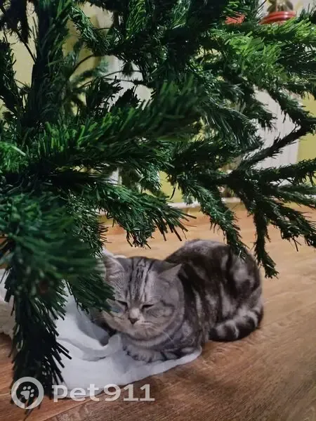 Пропал кот, 1-й переулок Астраханские сады, Астрахань - черепаховый окрас, голубой ошейник - photo