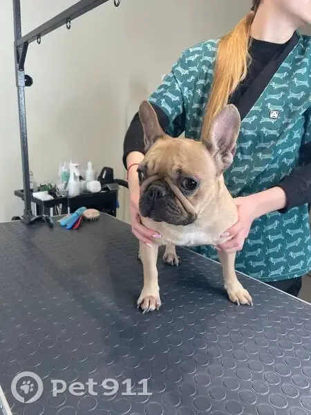 Пропала собака, Саранская улица, 10, Саранск - французский бульдог палевого окраса - photo