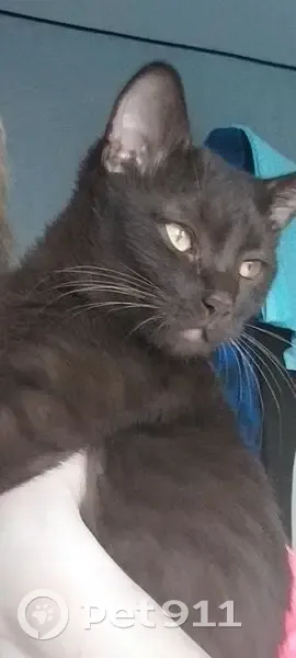 Пропал кот, Лукьянов, Нижегородская область - коричневый окрас - photo