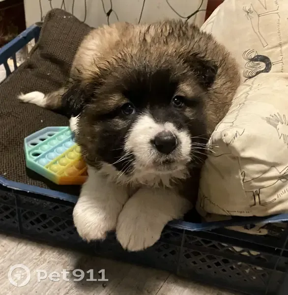 Пропала собака, Верея, Московская область - щенок девочка, коричневая с белыми лапами - photo