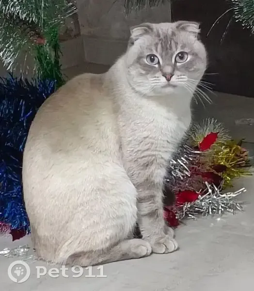 Пропал кот, улица Энгельса, 30, Сибай - не издает звука - photo