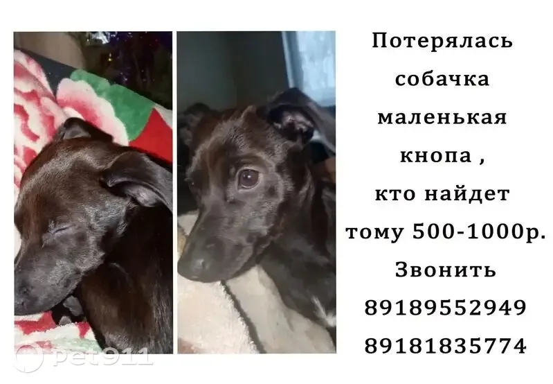 Пропала собака, Афипский, Краснодарский край - чёрная и немного рыжая - photo