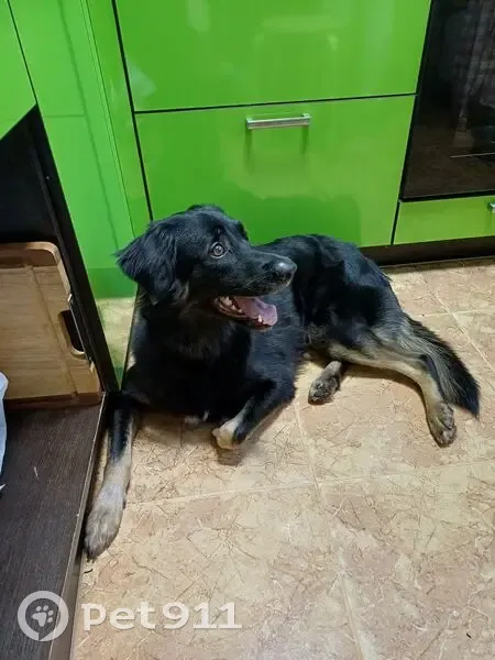 Пропала собака, женский пол, улица Богородского, 5 к5, Нижний Новгород - photo