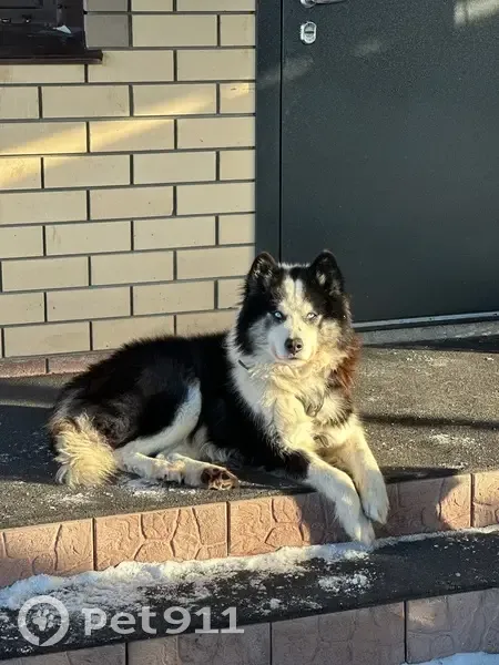 Пропал собака, бульвар Роз, Новоалтайск - якутская лайка, похож на хаски - photo