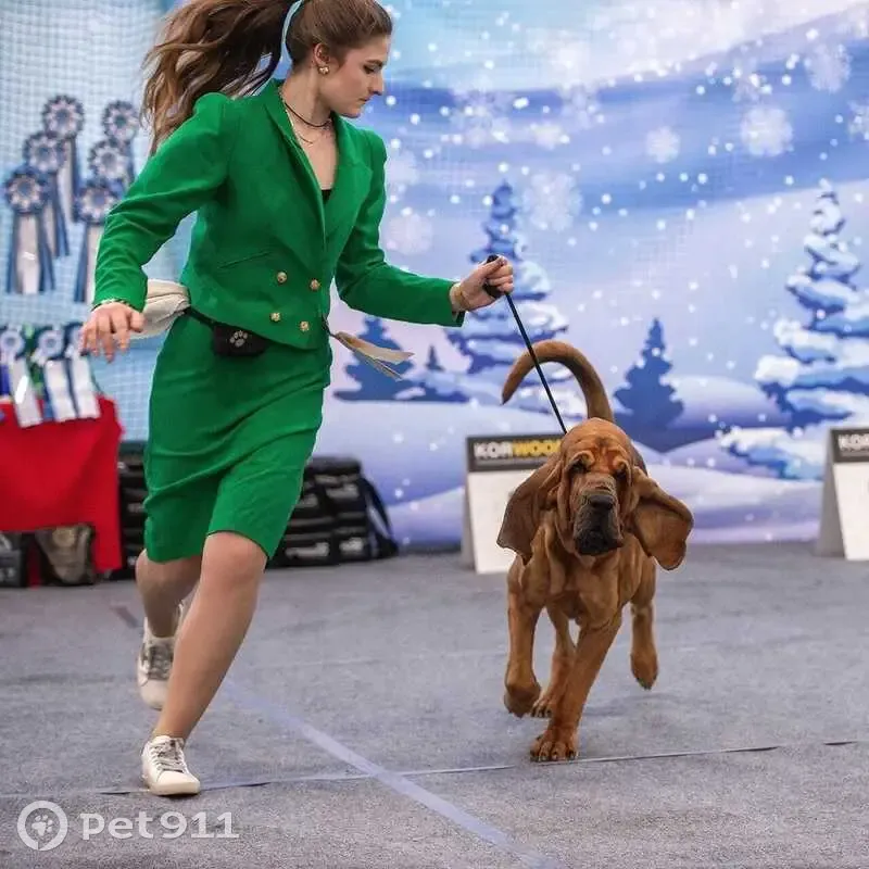 Пропал собака, Смоленск, Арчи (бладхаунд) 4 года - photo