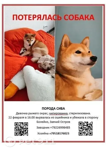 Пропала собака, улица Болейко, 4В, Челябинск - рыжая, пугливая девочка - photo