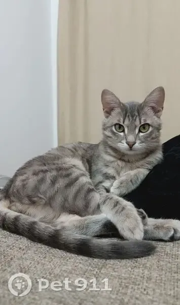 Пропал кот, 2, Улан-Удэ - серый с тёмными пятнами - photo