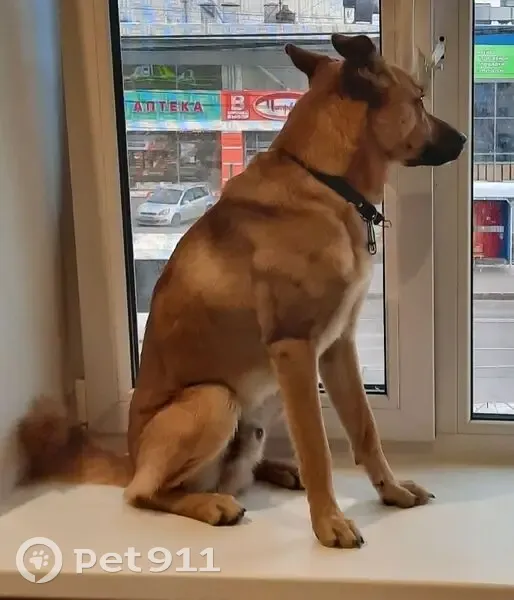 Пропал собака, улица 40-летия Великой Победы, Архангельск - метис карело-финской лайки - photo