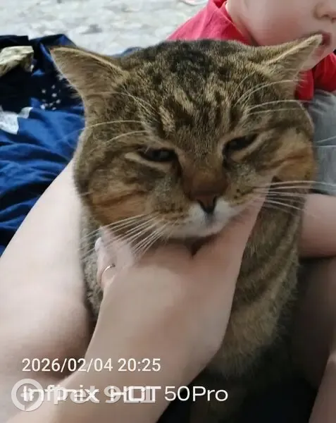 Пропал кот, улица АВПУ, Асино - серый в полосках - photo