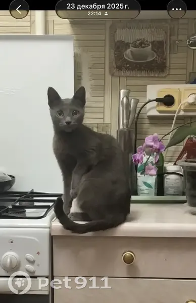 Пропала кошка, Йошкар-Ола, Марий Эл - дымчатая, может быть напугана - photo