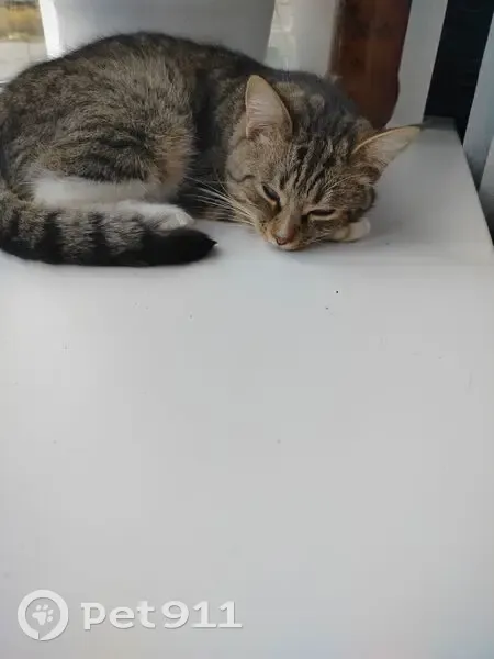 Пропал кот, улица Ленина, 52, Кондрово — низенький и пугливый - photo