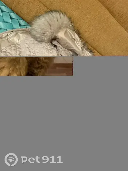 Пропала кошка, 38/09-3, Набережные Челны - серый окрас, пушистая - photo