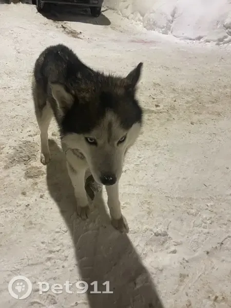 Найдена собака с ошейником, улица Осипенко, 33, Саранск - photo