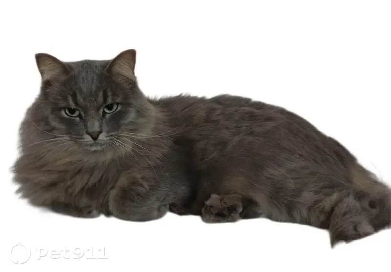 Пропал кот, Буммашевская улица, 48, Ижевск - пепельный, пушистый, кастрат - photo