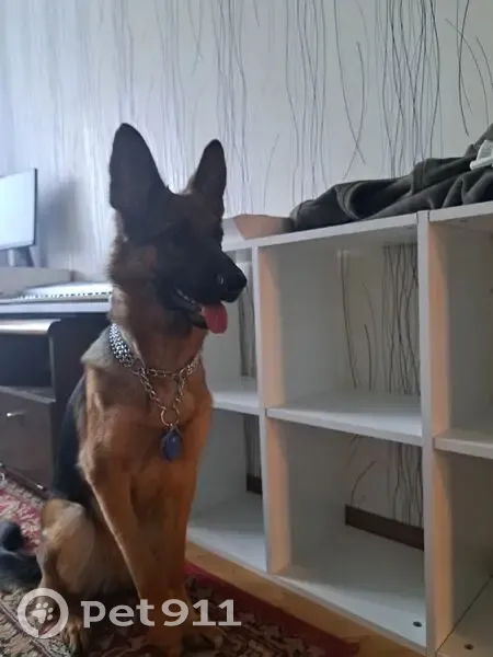 Пропала собака, женский пол, улица Строителей, 7, Курчатов - photo