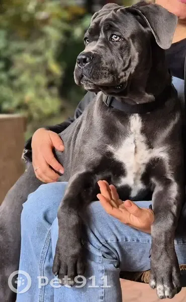 Пропал собака, улица Матросова, Ставрополь - серый щенок с белым пятном - photo