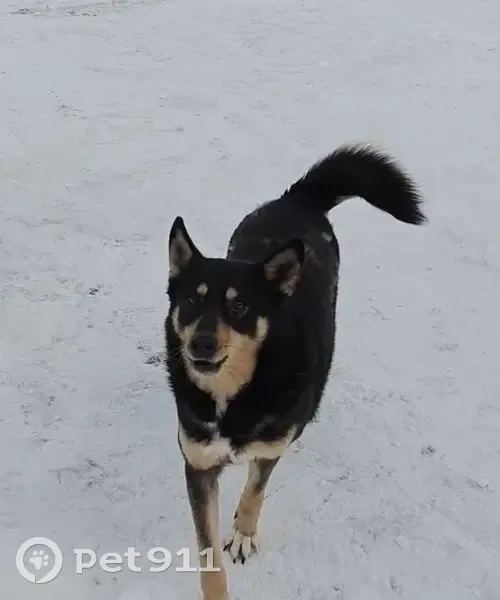 Пропала собака, Большое Исаково, Калининградская область - добрая, размером с лайку - photo