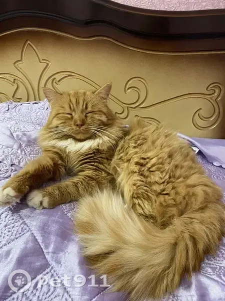 Пропал кот, переулок Щорса, Навля - рыжий и белый, пушистый хвост - photo