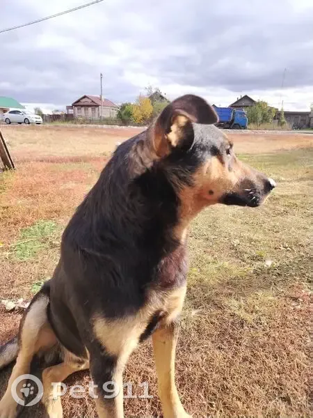 Пропал собака, Молодёжная улица, Шняево, Дьячевка - дружелюбный, идёт ко всем - photo