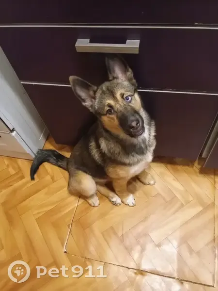 Пропала собака, Родники, Ивановская область - разноцветные глаза, 6 месяцев - photo