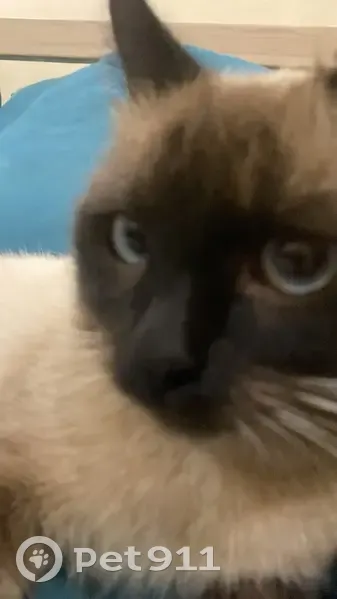 Пропал кот, Комбинатская улица, 26, Казань - photo